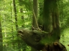 WaldMenschen, 2014, thomas rees 04