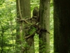 WaldMenschen, 2014, thomas rees 27