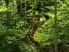 WaldMenschen, 2014, thomas rees 29
