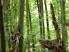waldmenschen-2013-thomas-rees-636