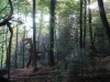 waldmenschen-thomas-rees-412