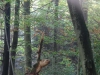 waldmenschen-thomas-rees-414