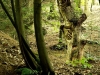 WaldMenschen, 2014, thomas rees 32