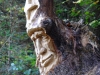 waldmenschen-thomas-rees-424