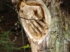 waldmenschen-thomas-rees-554