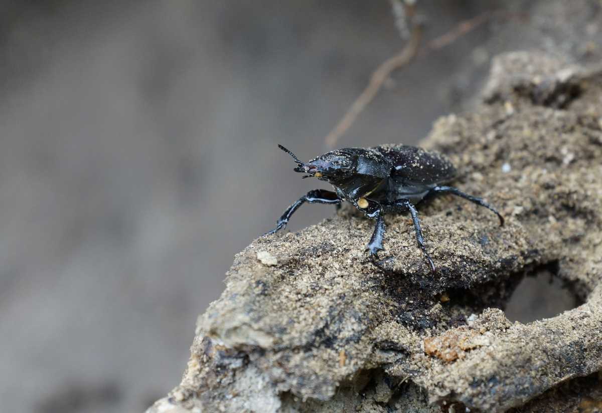 Käfer