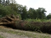 Eiche im Mooswald