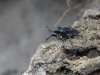 Käfer