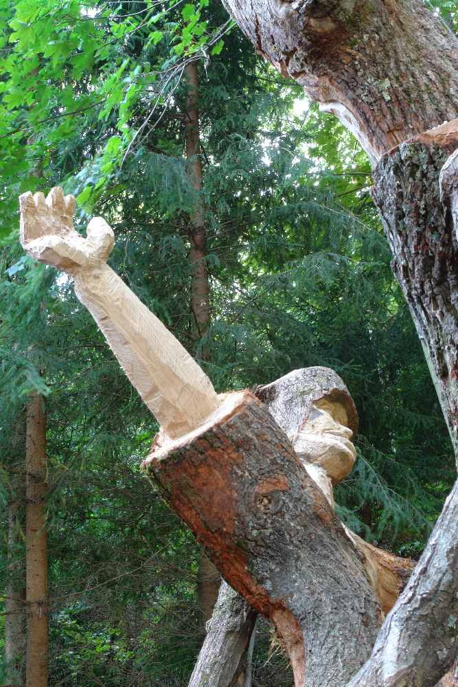 baumtanz269