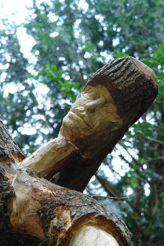 baumtanz271