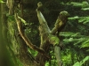 WaldMenschen, 2014, thomas rees 12