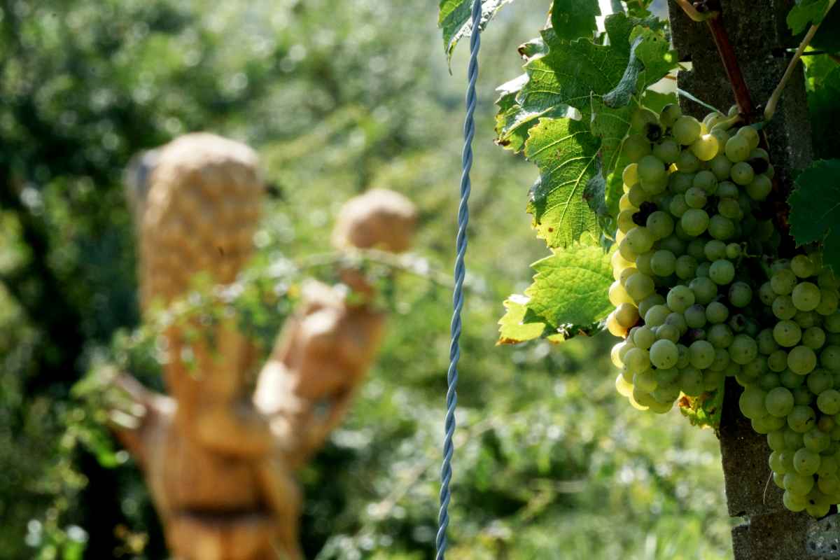 der Bacchus vom Tuniberg, vom Weib, Wein und Wiedehopf,  thomas rees 08