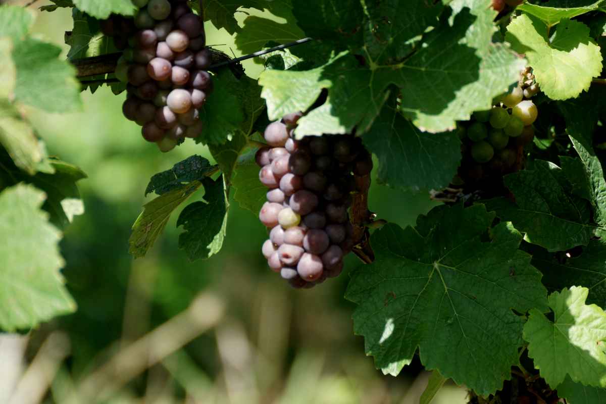 der Bacchus vom Tuniberg, vom Weib, Wein und Wiedehopf,  thomas rees 09