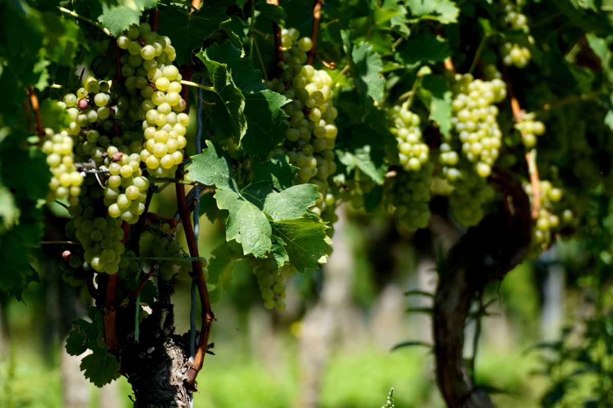 der Bacchus vom Tuniberg, vom Weib, Wein und Wiedehopf,  thomas rees 22