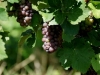 der Bacchus vom Tuniberg, vom Weib, Wein und Wiedehopf,  thomas rees 09