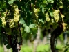 der Bacchus vom Tuniberg, vom Weib, Wein und Wiedehopf,  thomas rees 22