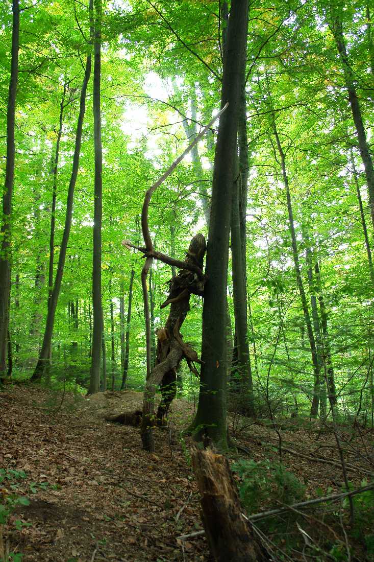 waldmenschen-thomas-rees-403