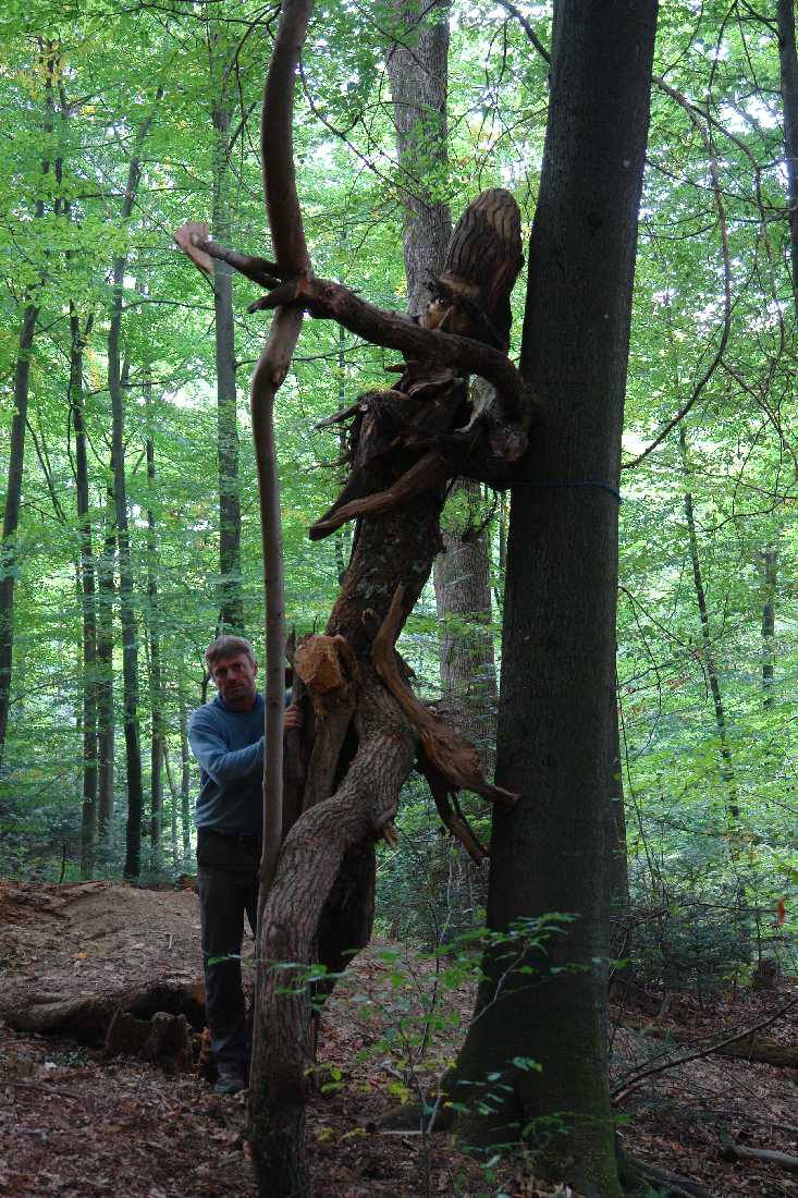 waldmenschen-thomas-rees-404