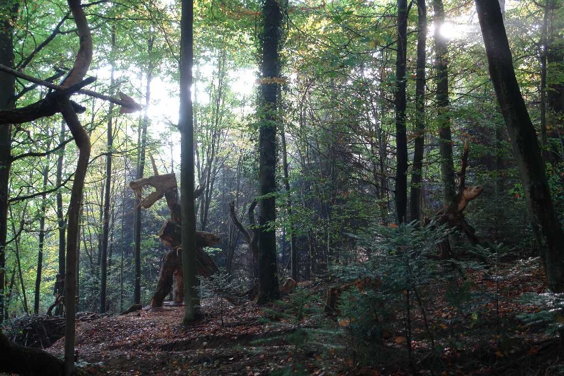 waldmenschen-thomas-rees-412