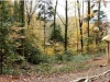 Hexenring, Riesenpilz 85