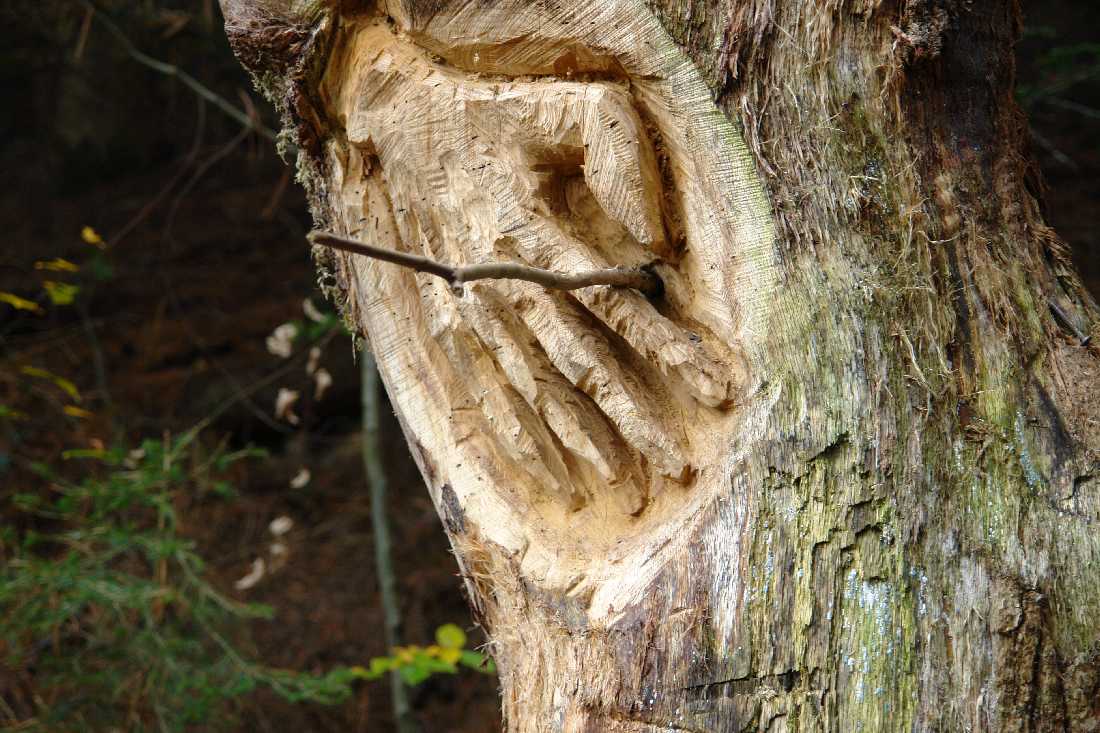 waldmenschen-thomas-rees-554