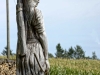 ergraute Artemis August 2015 (10)