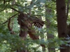 WaldMenschen 2014, der Drache, thomas rees 03