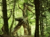 WaldMenschen, 2014, thomas rees 26