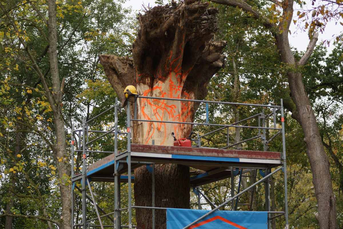 der Anfang Oktober 2015 030