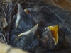 Vögel