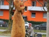 Freiburger mit Herz 99