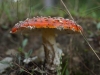 Fliegenpilze, thomas rees 01