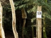 Hexenring , Pfad, thomas rees 33