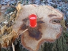 Lebensbaum 012