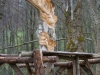 Lebensbaum 015