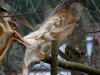 Lebensbaum 021