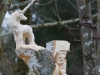 Lebensbaum 041