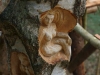 Lebensbaum 086