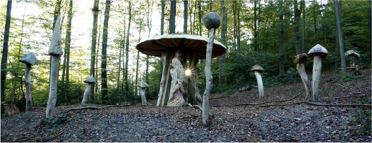 Hexenring , Pilzplatz, thomas rees 01