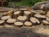 Hexenring , Riesenpilz, thomas rees 20
