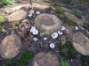 Hexenring , Riesenpilz, thomas rees 21