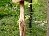 Hexenring , Riesenpilz, thomas rees 27