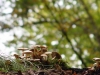 Hexenring , Riesenpilz, thomas rees 28