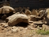 Hexenring , die Baustelle, thomas rees 11