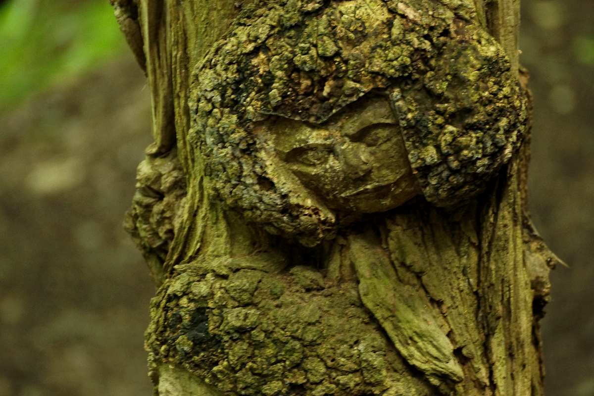 WaldMenschen, 2014, thomas rees 25