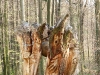 skulpturenpfad-waldmenschen-waldhaus-freiburg-thomas-rees258