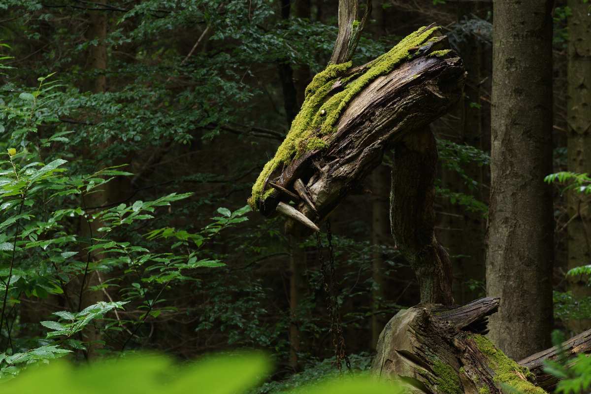 Sternwalddrache 2014, thomas rees 03