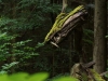 Sternwalddrache 2014, thomas rees 03