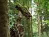 Sternwalddrache 2014, thomas rees 07