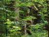 Sternwalddrache 2014, thomas rees 10